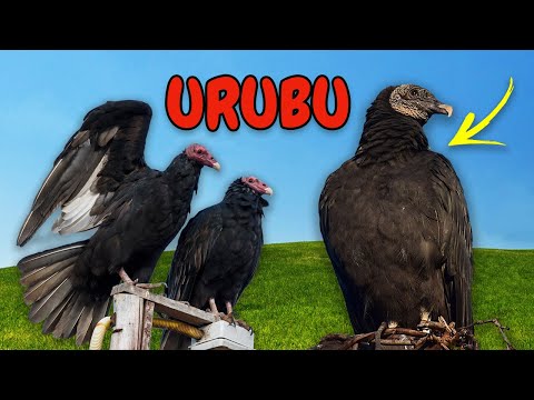 Vulture (Urubu English Version) - song and lyrics by Zanna