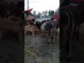 Bull mandi