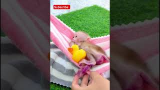 Cute Baby Monkey Story 🐒❤️ | Emotional & Funny Monkey Video 😢😂 #shorts