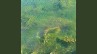 Life Returning To The Marshlands