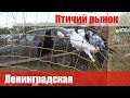 Птичий рынок. Ленинградская. Часть 3. [12.09.2021]