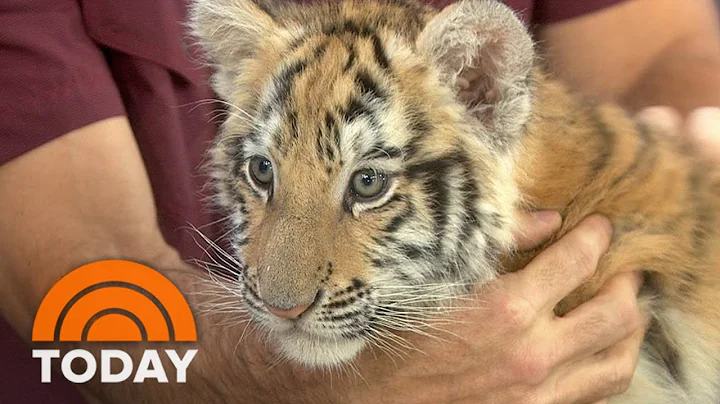 Watch the video about Bengal Tiger Cub, Playful Black Leopard Go Wild With Anchors | TODAY