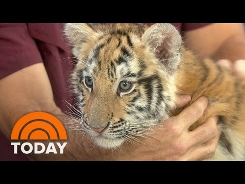 Bengal Tiger Cub, Playful Black Leopard Go Wild With Anchors | TODAY