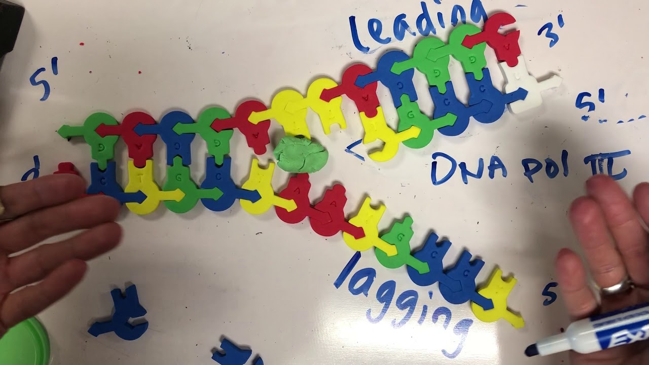 Modeling Dna Replication Youtube