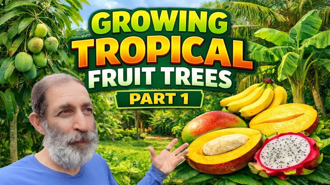 Как я стратегически выращиваю тропические фруктовые деревья на небольшом участке (максимальный ур...