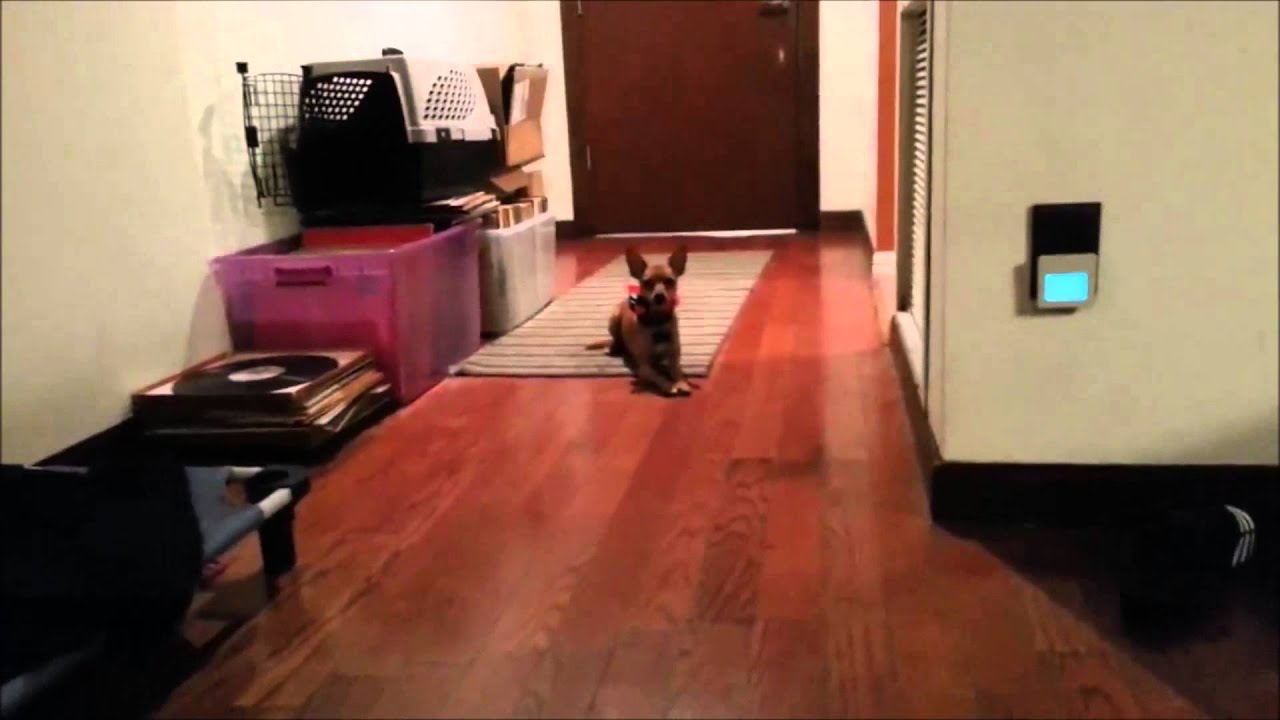 Min Pin Obedience On & Off Leash ECollar Training Take the Lead K9