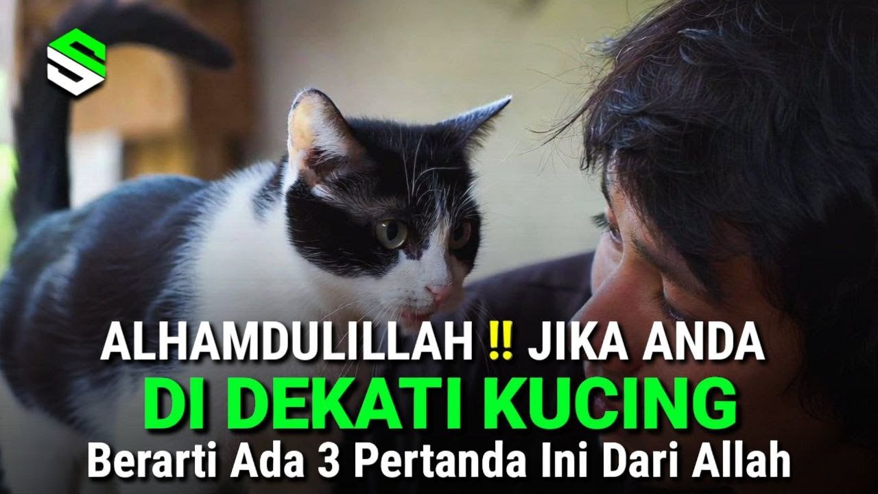 Jika Anda Didekati Kucing, Ada 3 Pertanda Ini Dari Allah | Masyaallah..