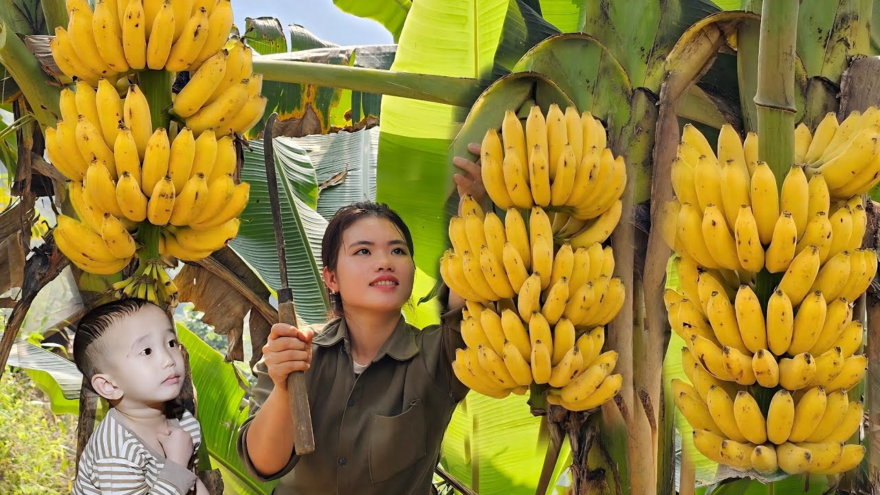 Harvesting Bananas & Tomatoes to Sell at The Market - Cleaning and Tending to the Bean Plants.