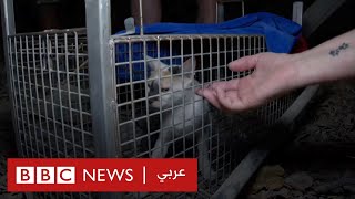 الإمارات: العثور على عشرات القطط متروكة في الصحراء | بي بي سي نيوز عربي