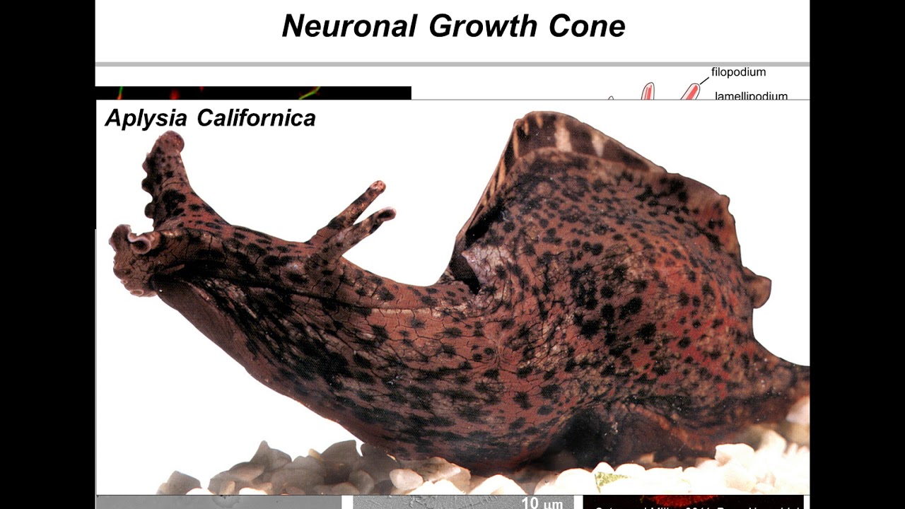 The role of Nox-derived Reactive Oxygen Species in Axonal Growth and Guidance