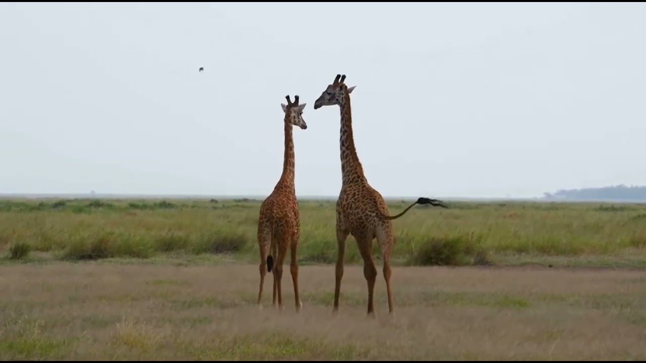 Kid-Friendly Facts about Giraffe! 