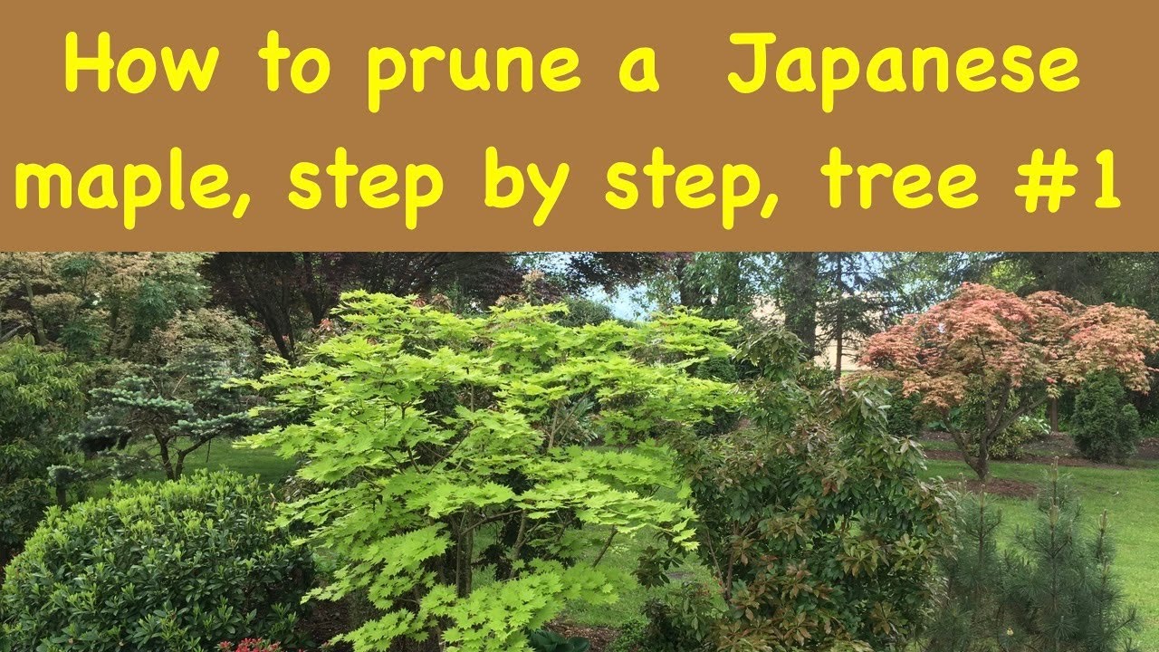 how to prune a Japanese maple tree, tree #1 - YouTube
