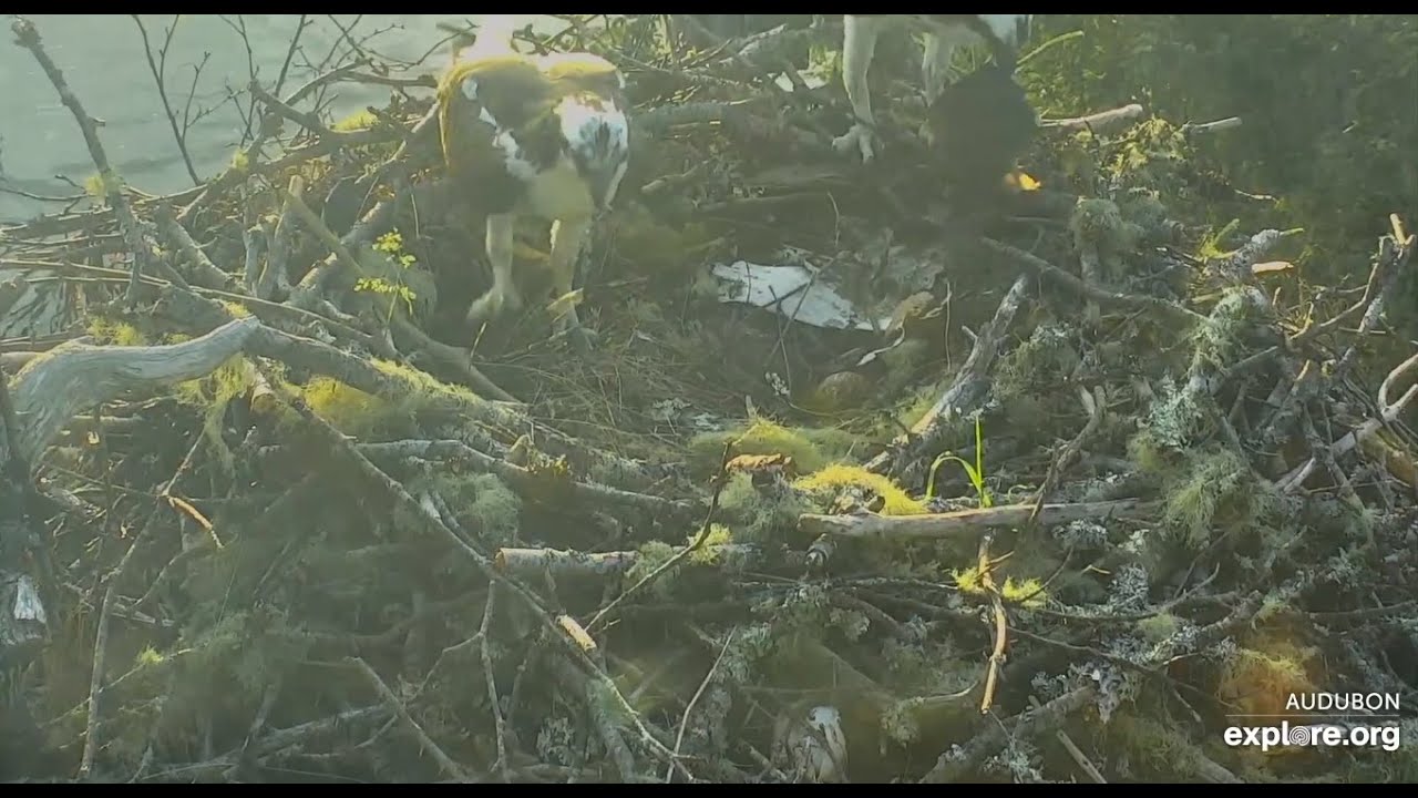 Steve returns earlier Halibut to Phoebe - Hog Island Osprey Nest 2020 ...