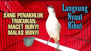paling diminati...!!! pancingan trucukan joss gandos bikin trucukan lain langsung respon nyaut bunyi