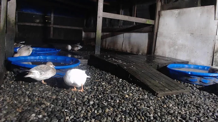 Call Ducks