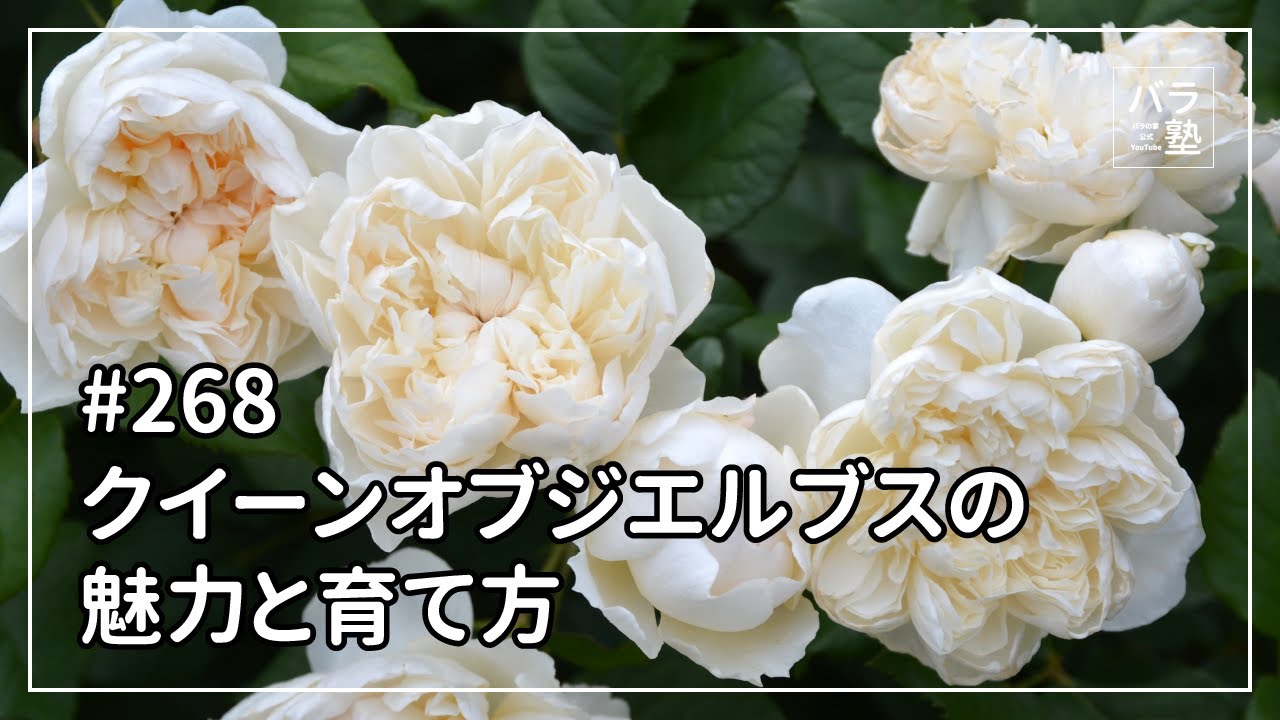 バラ苗【中苗】クイーンオブジエルブス 国産苗 6号鉢植え品［契約品種