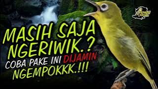 Masteran Kecial Kuning DIJAMIN Ampuh MERUBAH Kecial NGERIWIK Jadi NGEMPOK‼️| PEPADU KECIAL