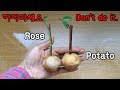 장미를 감자에 꽂으면? 망함!!ㅣHow to plant failed rose in potato