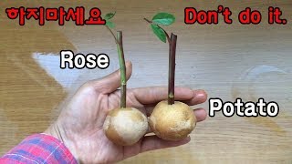 장미를 감자에 꽂으면? 망함!!ㅣHow to plant failed rose in potato