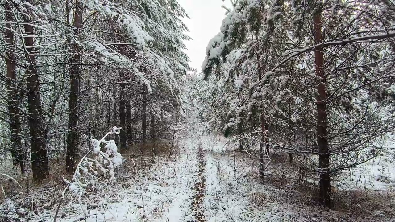 Snowy Forest. pt.29. November 2024