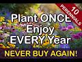 10 Perennials You’ll Never Have to Replant (They Bloom Every Year!)