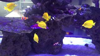 1100G Monster Reef Tank