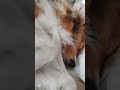 Sleepy Nala🥹😴❤️ #dog #dogshorts #puppy #sleepy #Shetlandsheepdogs
