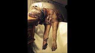 Just4Laughs:  Let sleeping dogs lie... by Duk£ TV 10 views 10 months ago 16 seconds