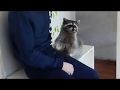 Енот обыскивает карманы raccoon pickpocket