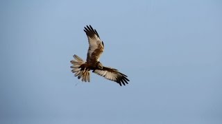 Download Lagu Bruine kiekendief, Burung Lang Kepala Putih, Western marsh harrier, Circus aeruginosus. MP3