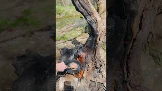 Doğada Odun Ateşinde Kavurmalı Yumurta Yaptım Yanında Naneli Ayran #shorts #doğa #kamp #keşfet #fyp