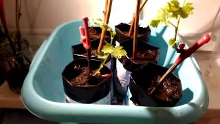 Проращивание чубуков винограда (часть 3)