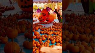 Pumpkin Patch 🎃 in USA || #pumkinpatch #shorts #youtubeshorts #halloween #usa