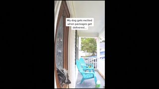 Dog gets too excited when packages are delivered and breaks window
