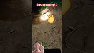 Jenis Burung Apa Ini Guys #hunting #birds #nature #shorts