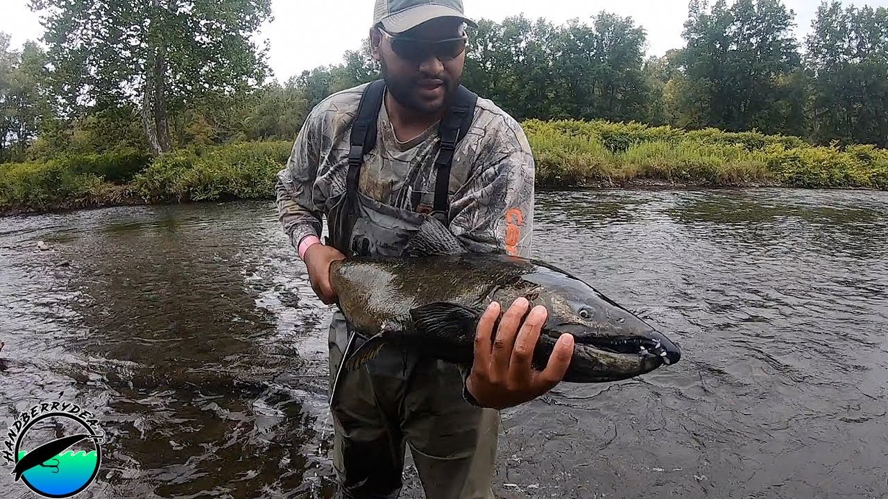 Is the Salmon Run Over? Salmon River Pulaski NY YouTube