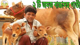 ২ টি গাভীর জমজ বাচ্চা আমার জীবনে এই প্রথম দেখা দুইটি একসঙ্গে জমজ বাচ্চা মাত্র ১ লক্ষ দুধের গাভী