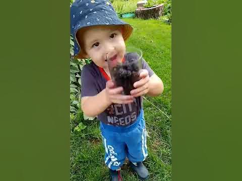 Ягодки, вкусняшки! Ам-ням ням ням ням#синий трактор#Гордей#лето2023# ...