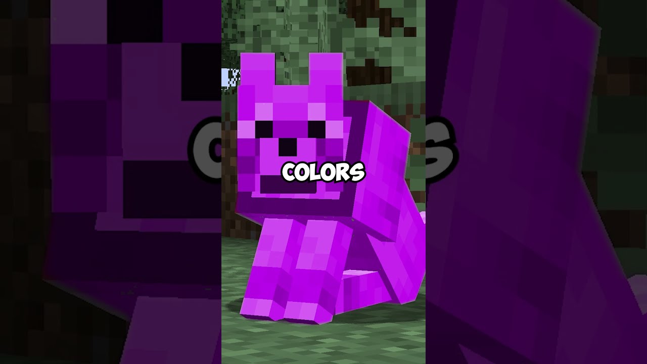 Rainbow Wolves In Vanilla Minecraft 