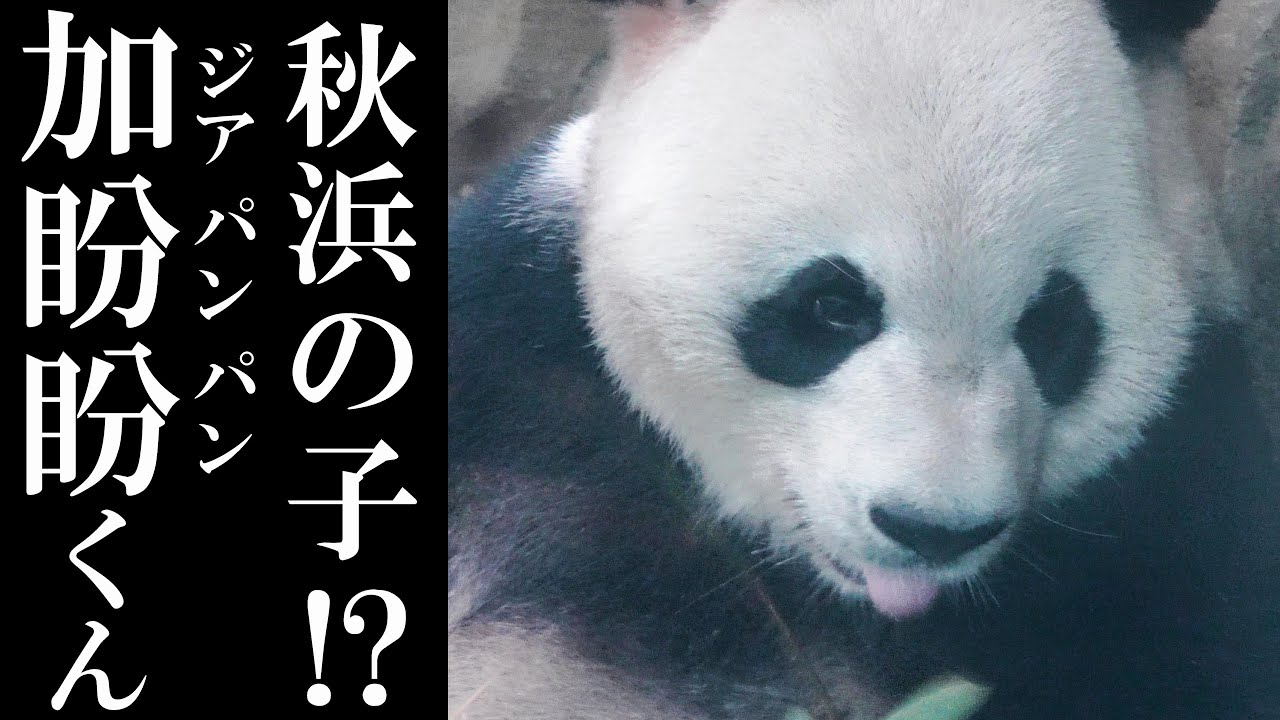 くましゃん、落花生人(毛はえちゃった)、へびしゃんぽしぇっと Ceяeza™ ఠఠ్ఠఠ | ⠀⠀⠀ 有夠可愛的迷你小包 近期必買
