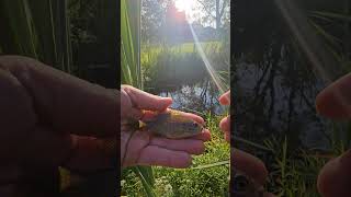 Tiny Fishing little creeks with Japanese micro fishing gear # micro fishing