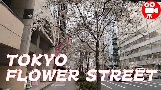 NIHONBASHI SAKURA WALKING AND MONGOLIAN KOBUSHI FLOWERS  -  4K 60FPS HDR