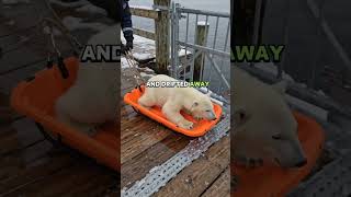 A Polar Bear Cub Trusted My Rescue Sled… Then His Mother Returned It#PolarBear #AnimalRescue