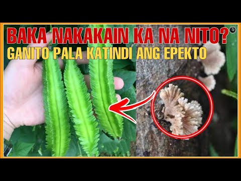 GANITO PALA ANG DULOT SA KATAWAN  NG GULAY NA SIGARILYAS o WINGED BEANS AT NG KULAPDOT 