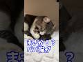 奇跡❗️パパ猫がオッパイあげはじめました✨