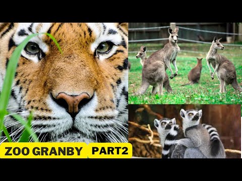 Zoo de Granby , Partie2, Québec, Canada 2022 ,tour complet (Des animaux de briques , kangourou)