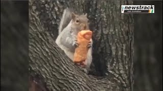 ठंड में गिलहरी ले रही Egg Roll के चटखारे, VIDEO ने मचाया तहलका | Squirrel viral