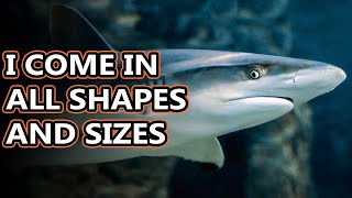 Shark facts: don't judge a fish by its scales | Animal Fact Files screenshot 3