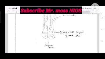 NIOS April 2025 Practical Exam Date Sheet | How to Make NIOS Practical |Solved Practical file