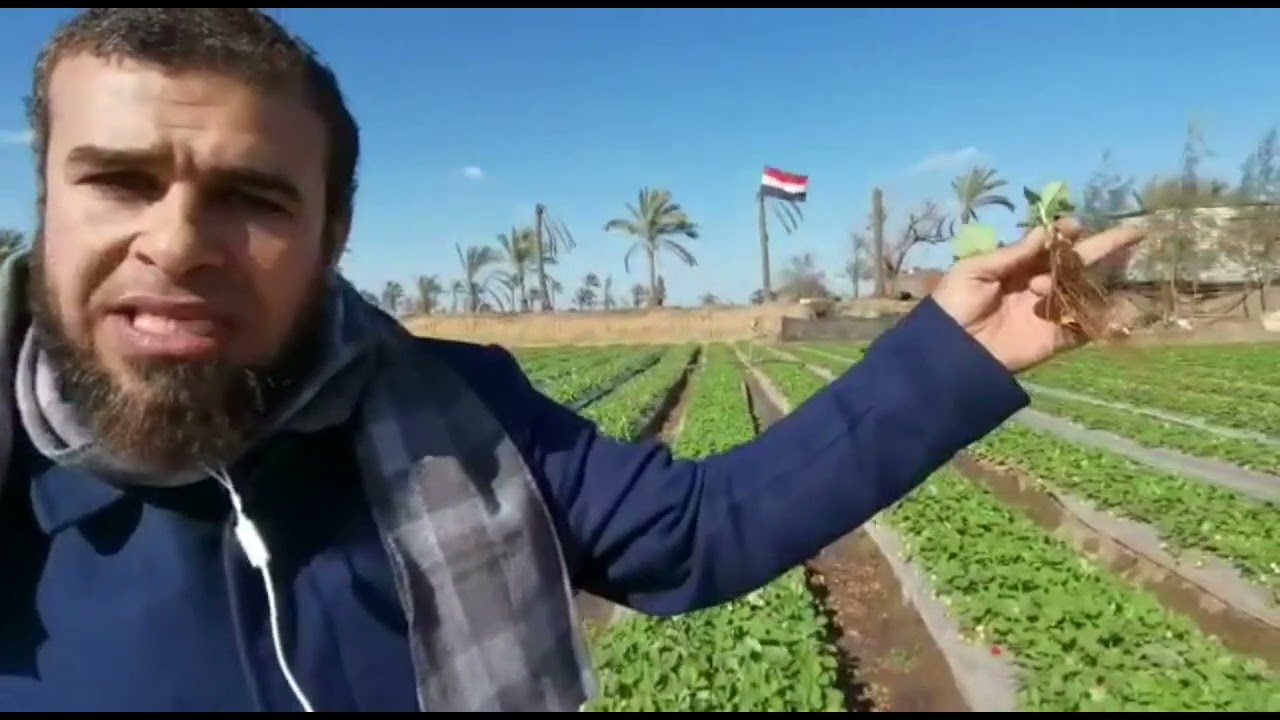 العلاقة الثلاثية بين إصفرار الأوراق والنيماتودا وأعفان الجذور فى الفراولة - التشخيص والعلاج.